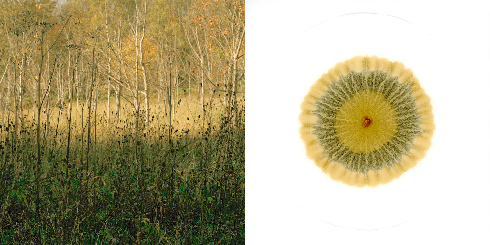 Film photograph of the former Michael Colliery site paired with soil chromatograph 