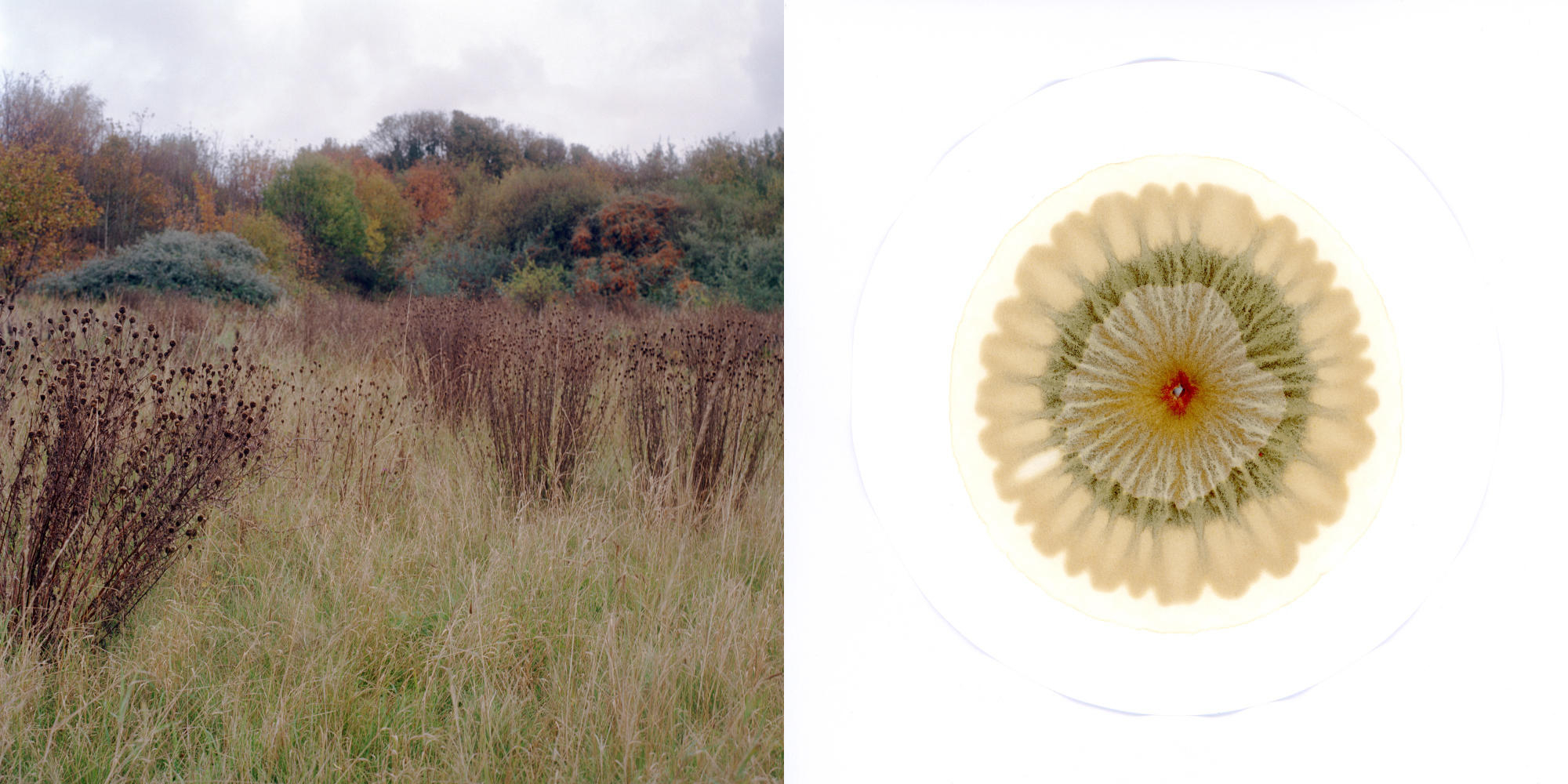 Film photograph of the former Michael Colliery site paired with soil chromatograph 
