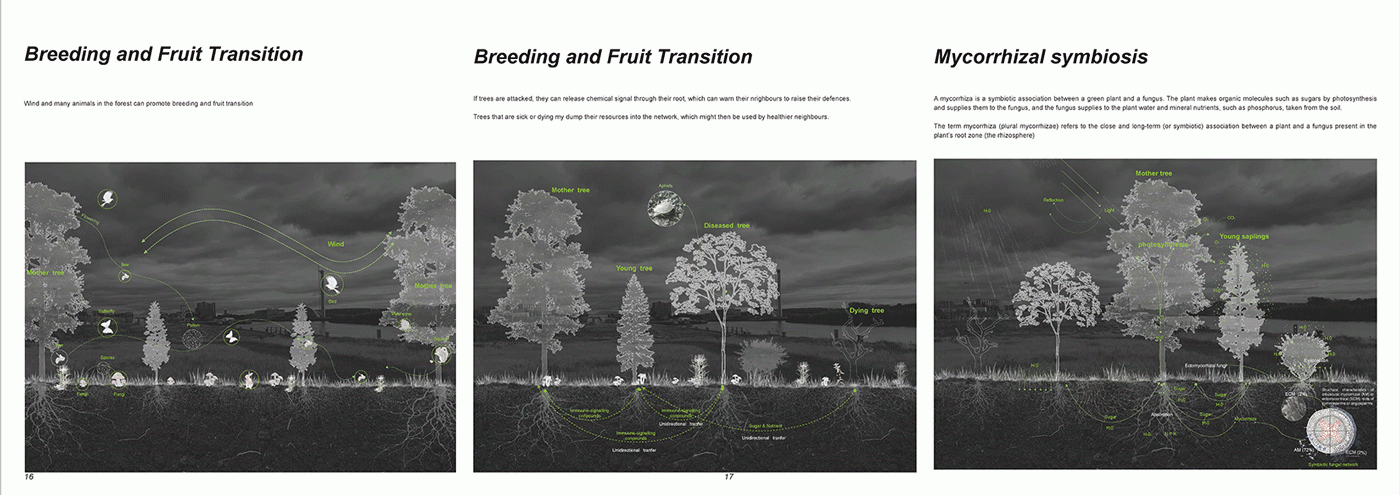 The wood wide web dynamic system_2