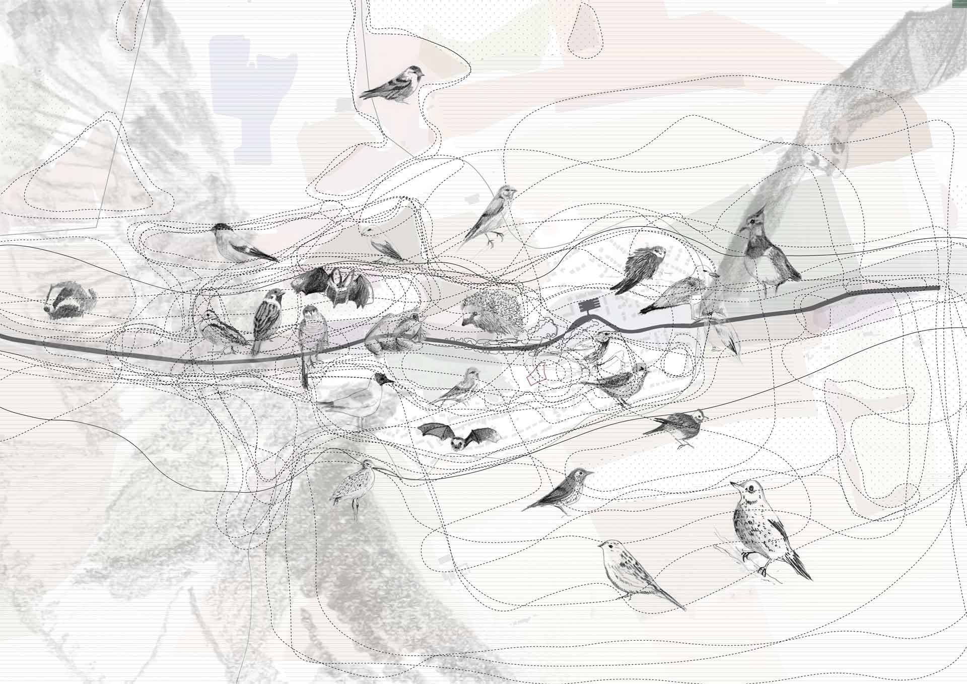 Species_Territories_Research