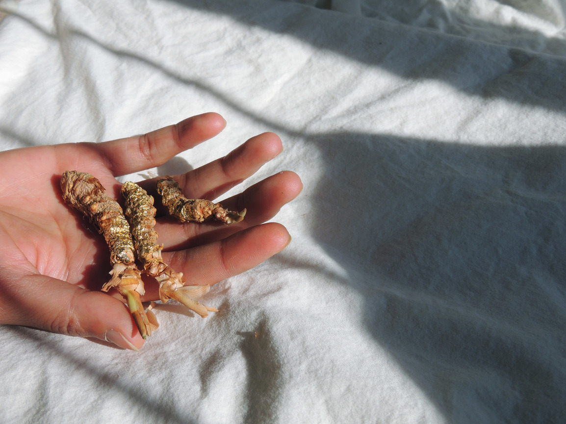 Gold-leaf turmeric roots.