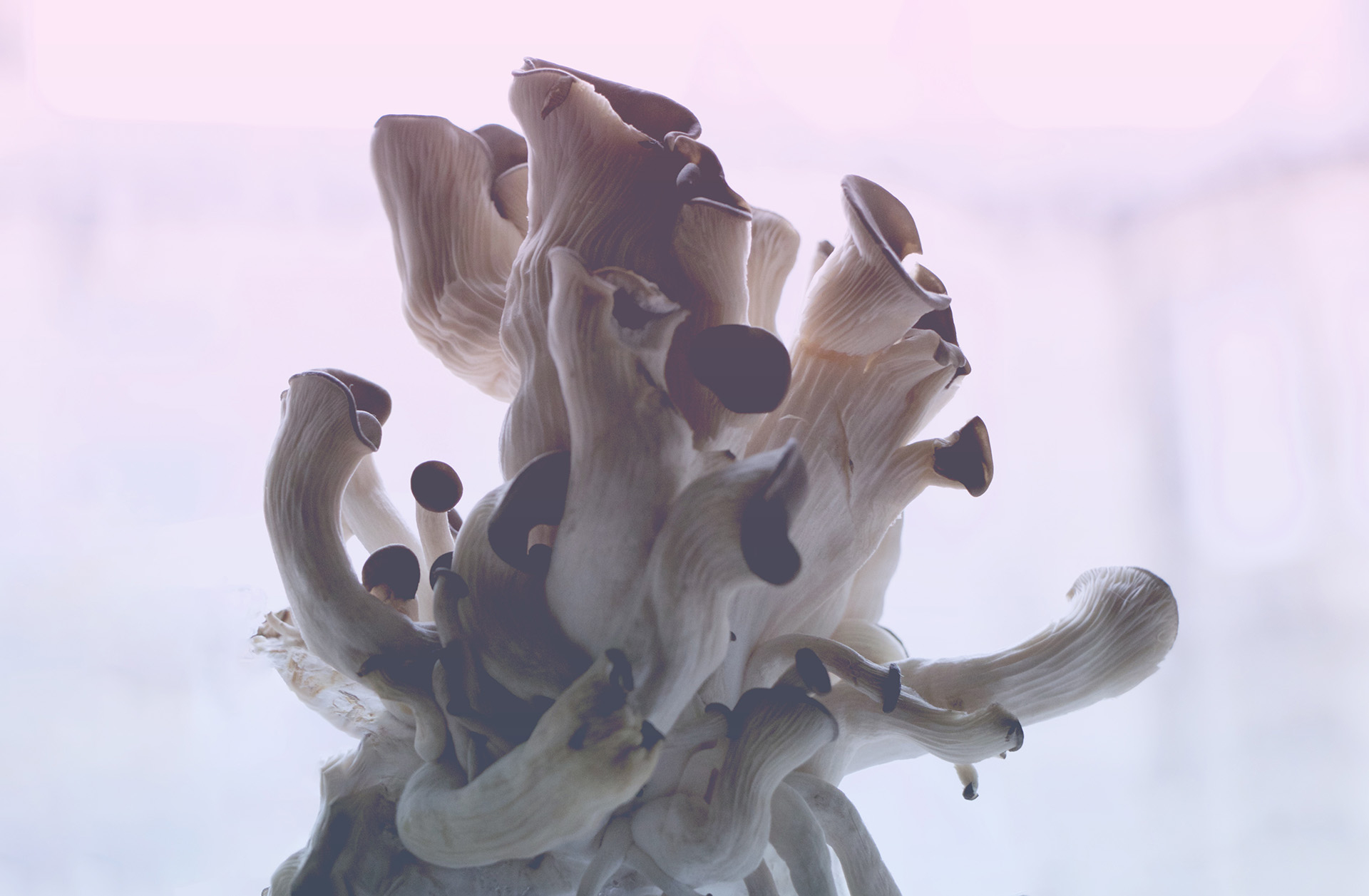 Oyster Mushroom Image