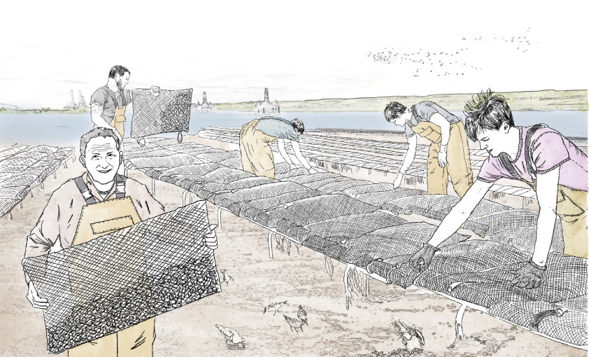 Oyster Farming --- Rack & Bag Culture