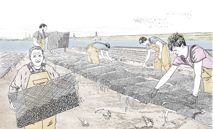 Oyster Farming --- Rack & Bag Culture